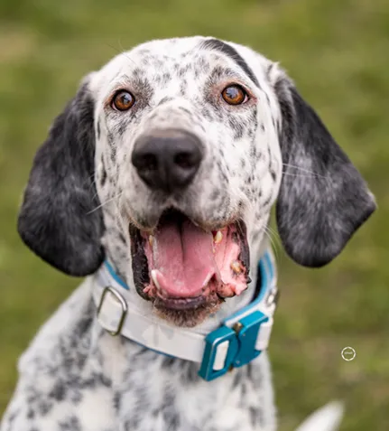 Lur, der sensible Pointer Mischling