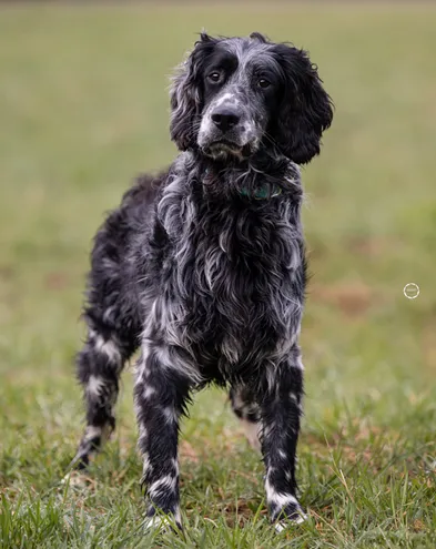 Yuma, der sensible Englisch Setter