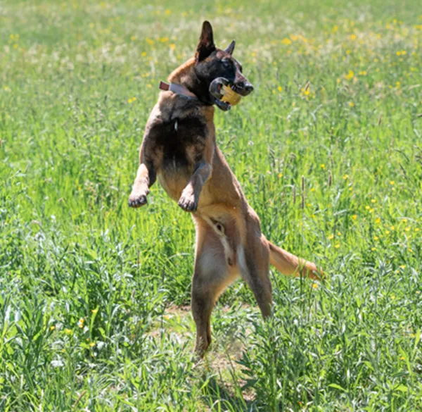 Dado, der wunderbare Malinois-Prinz