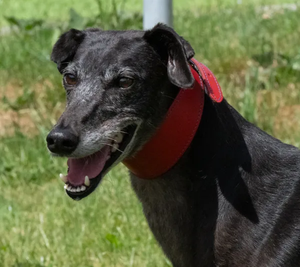 Bamba, die wunderbare Galgo-Prinzessin