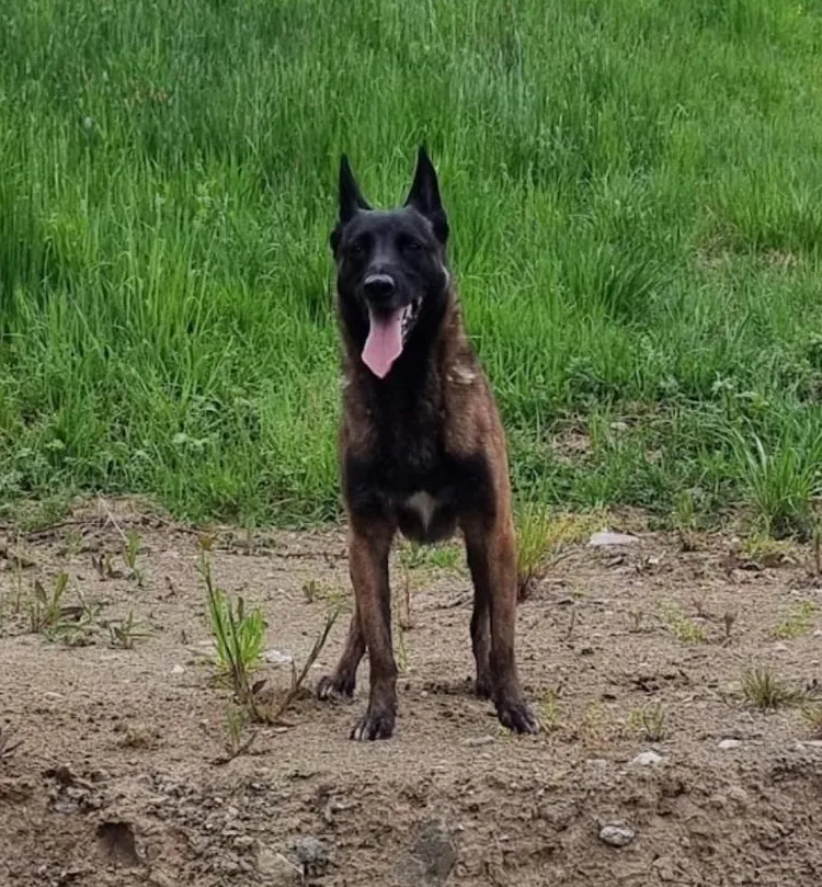Bucky, der anhängliche Malinois-Prinz
