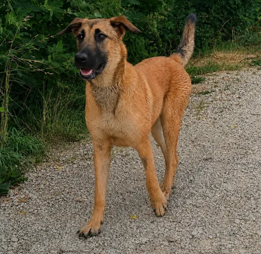 Bretxa, die süsse Malinois Mix-Junghündin