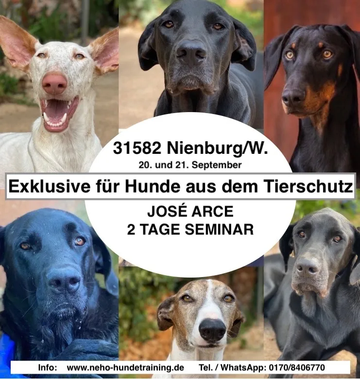 Exklusiv für Hunde aus dem Tierschutz