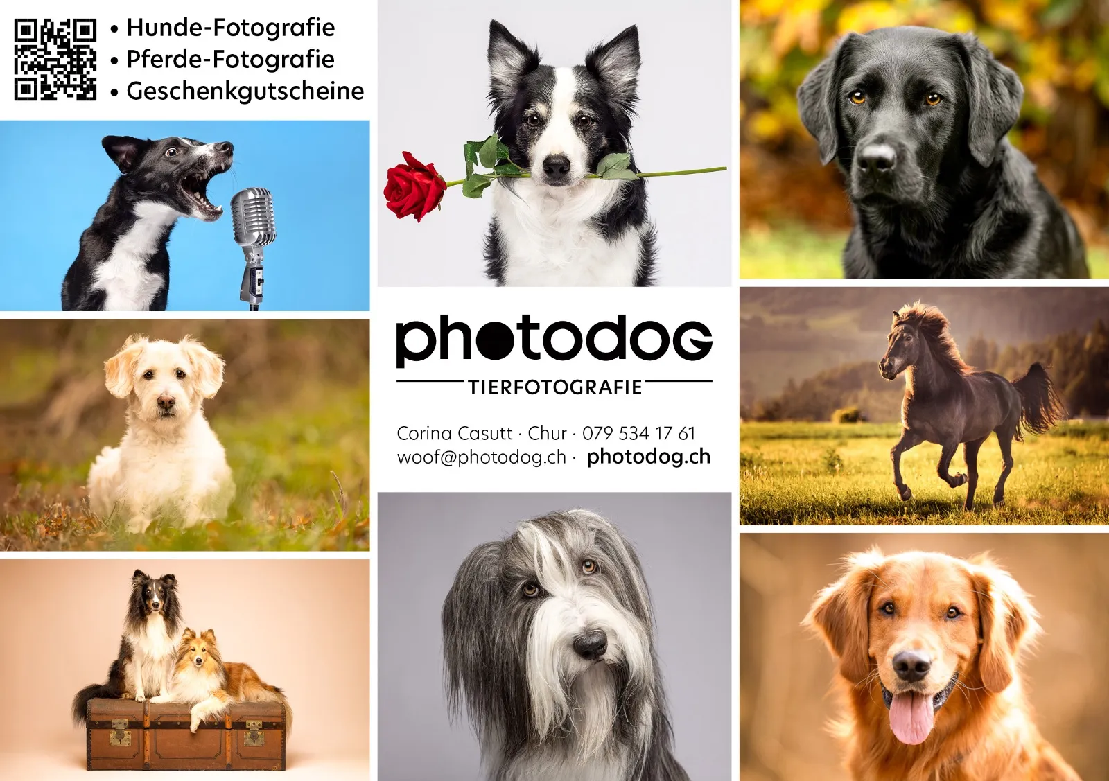 Photodog Tierfotografie