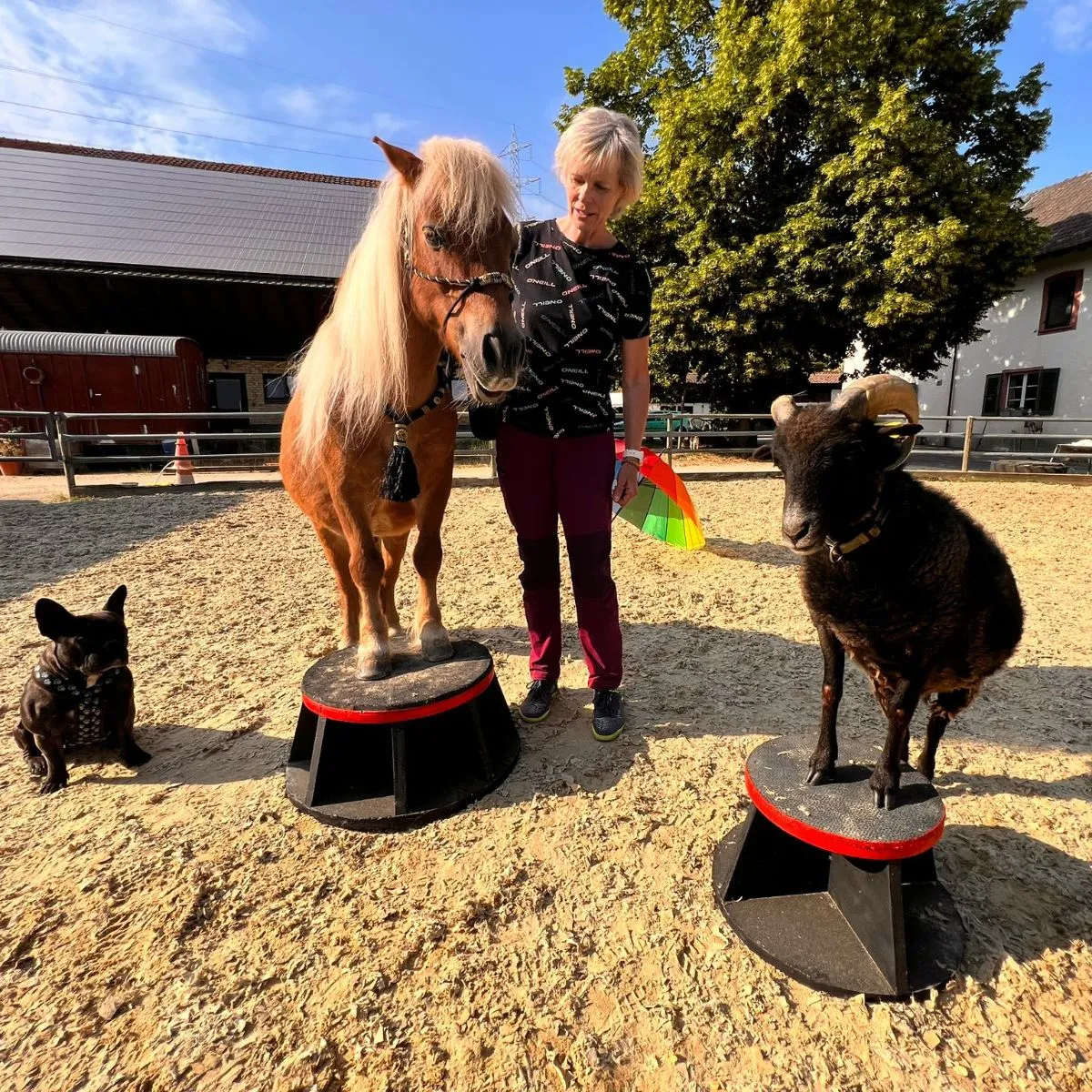 Training für den Alltag,  Clickertraining, Tricktraining Filmhundetraining.