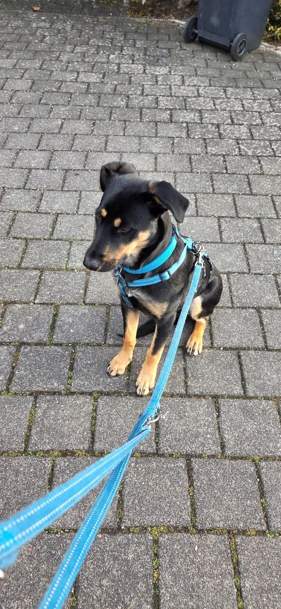 Gassi-Service in Düren und Umgebung