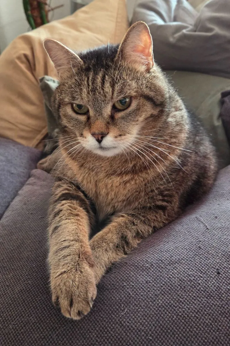 Mobile Katzenbetreuung in Düren und Umgebung