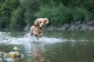 Wasser-Fotosession für dich und deinen Hund