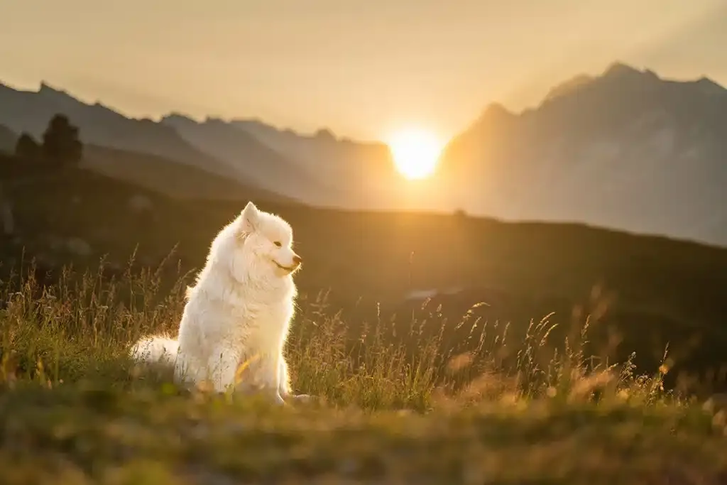 Lötschental: Fotosession für dich und deinen Hund in der Natur