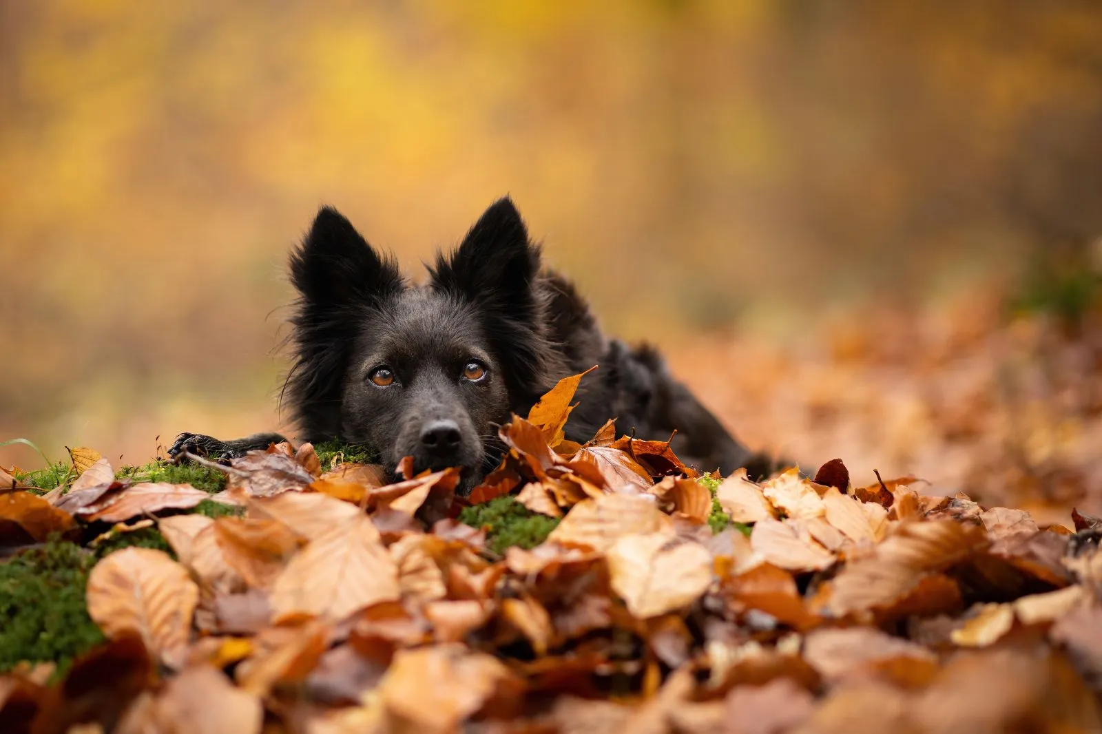 Mini-Fotosessions im Herbstwald