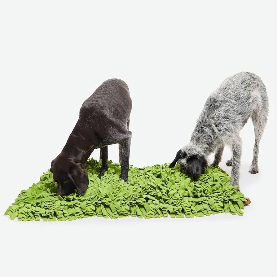 Schnüffel Kurs für Hund
