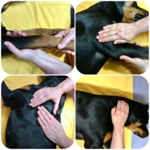 Hunde Massage Kurs