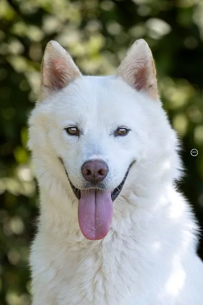 Odin, der wunderbare Husky-Prinz