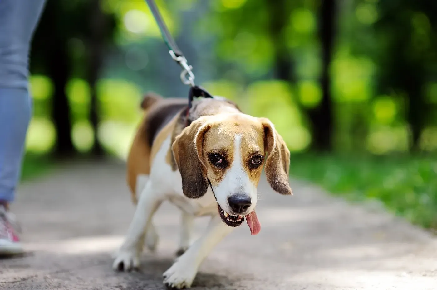 Mein Hund zieht an der Leine – Leinenführigkeit lernen