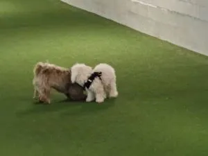 Welpen/Junghundekurs 10 Lektionen