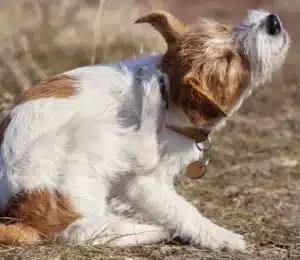 kratzender hund 300x300 1