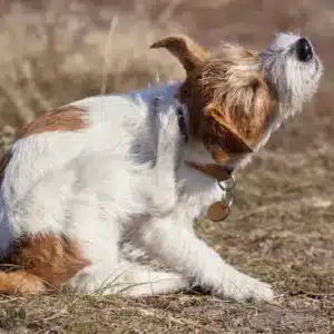 kratzender hund 300x300 1