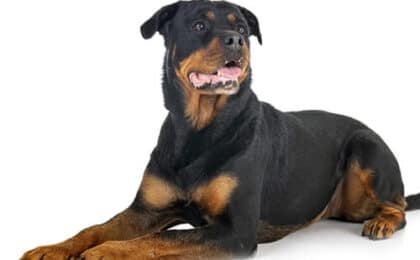 breed hero 0109 rottweiler