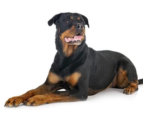 breed hero 0109 rottweiler