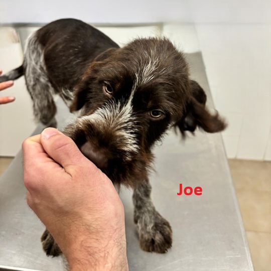 Joe2