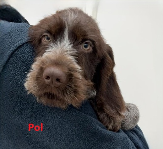 Pol1