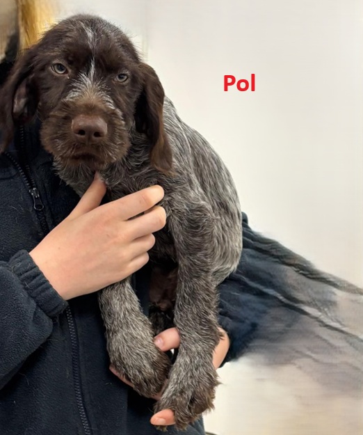 Pol2